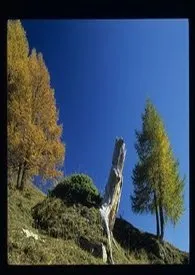 血染痴女碑(短篇小说)