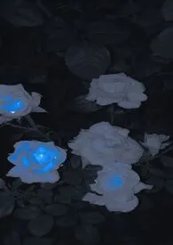春寒(高H1v1)