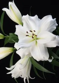舍雅琪的秘密(扶她 百合 高H)