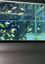 坏谜语 (校园 背德 1v1 H)