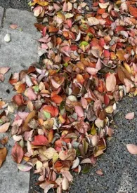 窗边的橘子(青梅竹马h)