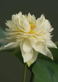 快穿:千瓣莲观赏实录