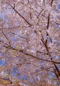 初与游 1v1(H)校园