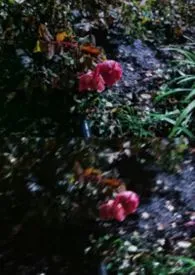 有绛自归(1V1 百合)