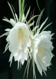 晚昙(王者荣耀,电竞,群百,百合,NPH)