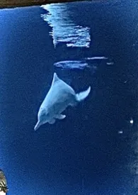 粉色海豚(兄妹禁忌血缘)